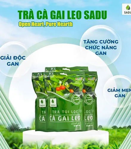 Trà túi lọc cà gai leo